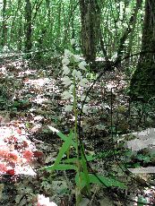 Пыльцеголовник длиннолистный  003